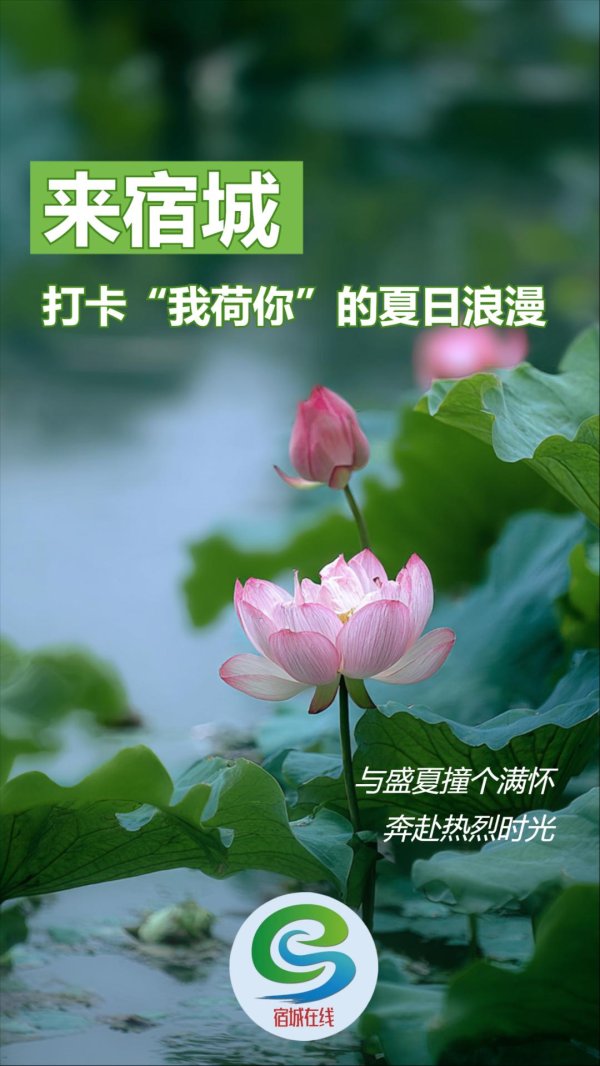 个人配资炒股配资 来宿城, 打卡我“荷”你的浪漫