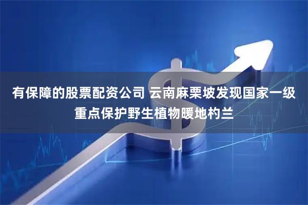 有保障的股票配资公司 云南麻栗坡发现国家一级重点保护野生植物暖地杓兰